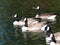 A Gaggle Of Canadian Geese