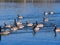 A Gaggle Of Canadian Geese