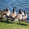 A Gaggle Of Canadian Geese Beside A Lake