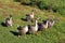 A gaggle of Chinese geese