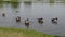 Gaggle of early morning geese preening