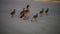 Gaggle of Egiptian geese alopochen aegyptiaca with geeselings crosses street