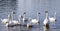 A gaggle of eight white domestic geese swimming in the pond