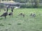 Gaggle of geese with baby goslings in Arkansas