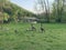 Gaggle of geese with baby goslings in Arkansas