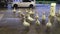 The gaggle of geese waddles at Lorry Park Service `near Lockerbie, Scotland