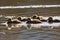 A gaggle of goslings  on the pond in the evening sun