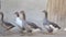 Gaggle with gray and white goose, geese walking in meadow.