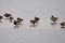 Gaggle of greylag geese Anser anser resting on water