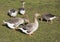 Gaggle of Greylag Geese feeding