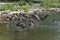 A Gaggle of Preening Geese