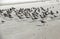 A gaggle of seabirds marching together along the beaches of Sanibel Sea Shells