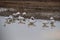 A Gaggle of Snow Geese