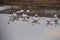 A Gaggle of Snow Geese