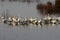 A Gaggle of Snow Geese