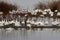 A Gaggle of Snow Geese