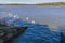 A gaggle of swans approaches the tunnel under the causeway of Pitsford Reservoir, UK