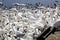 Gaggle of swans near the fleet lagoon on the Jurassic coast, Dorset, England