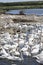 Gaggle of swans near the fleet lagoon on the Jurassic coast, Dorset, England