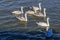 A gaggle of swans on Pitsford Reservoir, UK