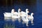 Gaggle of White Domestic Geese Swimming in Pond