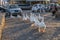 A gaggle of white geese