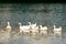 Gaggle of white geese in lake water