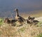 Gaggle of young wild ducks