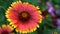 A gaillard (blanket flower) in the wind. Close-up. UHD - 4K