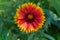 Gaillardia aristata, blanket flower, flowering plant in the sunflower family.