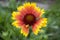 Gaillardia aristata red yellow flower in bloom