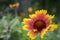 Gaillardia aristata red yellow flower in bloom