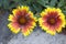 Gaillardia aristata red yellow flower in bloom