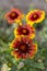 Gaillardia aristata red yellow flower in bloom, common blanketflower bright colorful flowering plant, green leaves