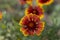 Gaillardia aristata red yellow flower in bloom, common blanketflower bright colorful flowering plant, green leaves
