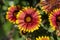 Gaillardia aristata red yellow flower in bloom, common blanketflower flowering plant, group of petal flowers