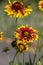 Gaillardia aristata red yellow flower in bloom, common blanketflower flowering plant, group of petal flowers