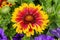 Gaillardia `Arizona Sun`