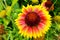 Gaillardia arizona sun flower is blooming, yellow pollen, colorful background