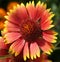 Gaillardia beautiful - plant flower