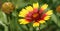 Gaillardia beautiful - plant flower