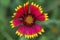 Gaillardia Blanket Flower aristata