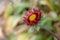 Gaillardia or Blanket Flower Blooming