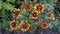 Gaillardia, Blanket flower, Indian blanket Fanfare flowers blossom