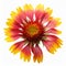 Gaillardia or Blanket flower isolated on white background, macro image