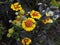 Gaillardia, blanket flower, perennial with bright orange and yellow flowers