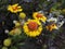 Gaillardia, blanket flower, perennial with its bright orange and yellow flowers