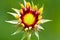 Gaillardia bloom