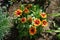 Gaillardia blooms with red-yellow flowers in June. Berlin, Germany