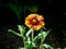 Gaillardia or common blanket flower